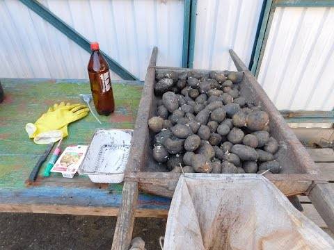 Processing potatoes before planting