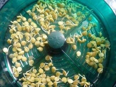 Préparer les graines de poivre pour planter des semis
