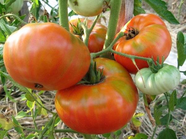 Tomato Bovine noo