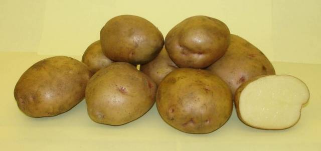 Kartupeļi Žukovskis agri