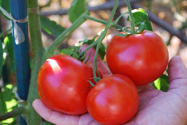 Tudung Naik Merah Tomato