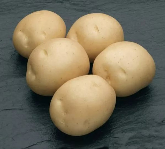 Pommes de terre Sifra