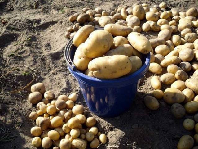 Varieti kentang terbaik untuk simpanan musim sejuk