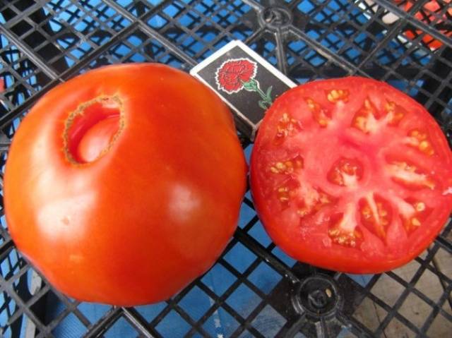 Tomato Bovine forehead