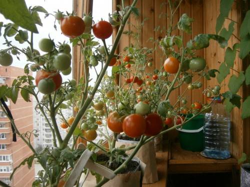 Stāds tomāts uz balkona