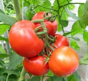Tomato Openwork