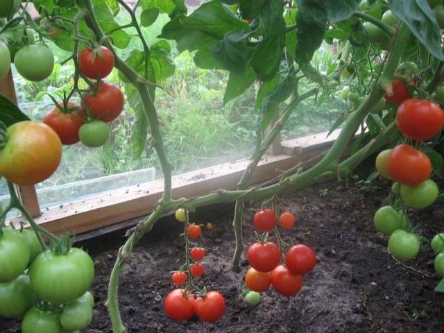 Menanam anak benih tomato di rumah hijau