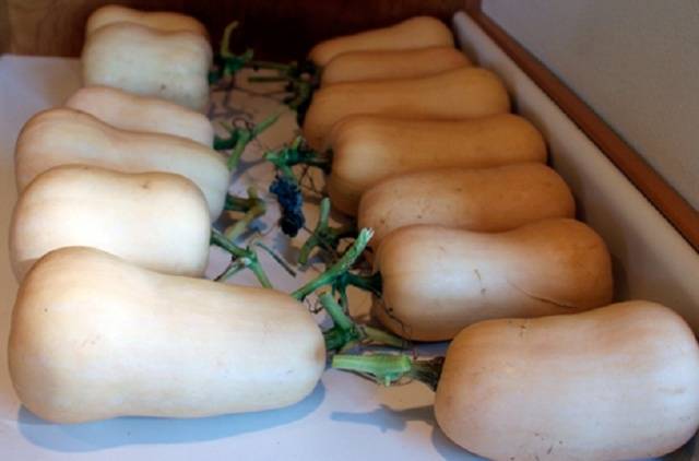 Varieti zucchini simpanan jangka panjang