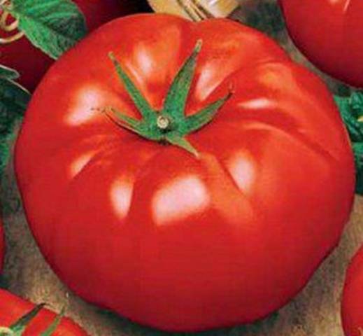 Kening Tomato Bovine