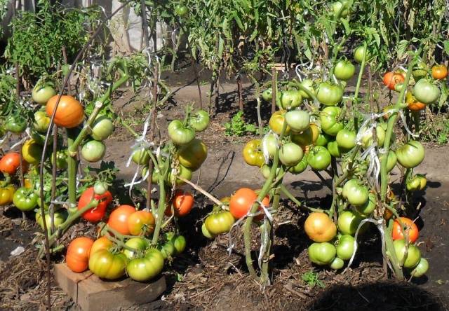 Kad stādīt tomātu stādus atklātā zemē