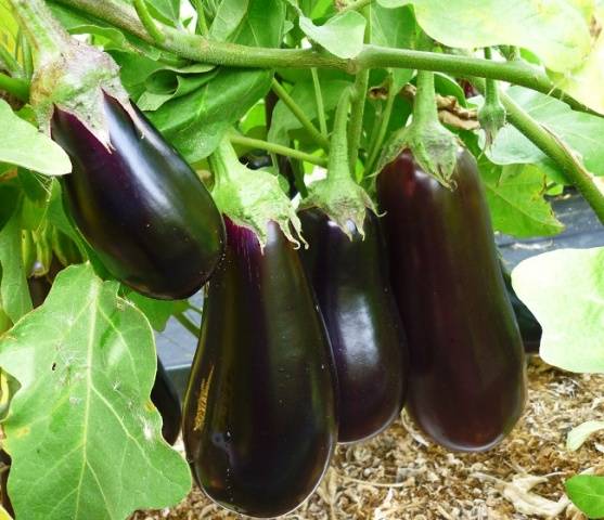 Eggplant Drakosha