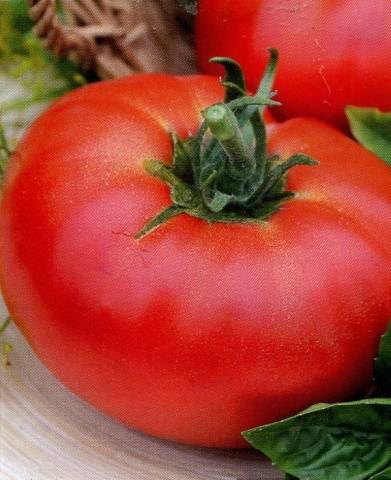 Kerja Tomato
