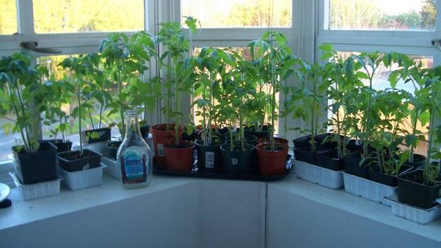 Seedling tomato sa balkonahe
