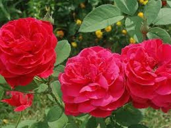Angļu roze