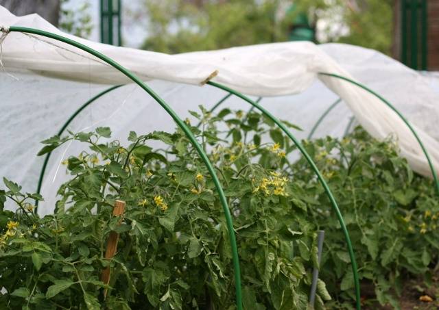 Pagtanim ng mga punla ng kamatis sa isang greenhouse