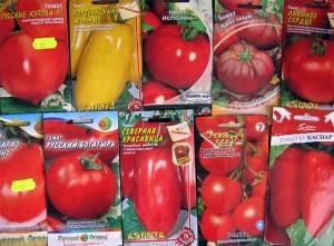 Cara menanam biji tomato untuk anak benih