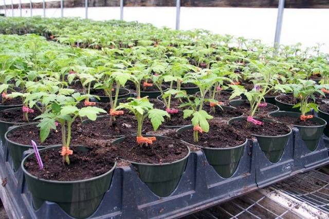 Seedlings of tomatoes in the Chinese way