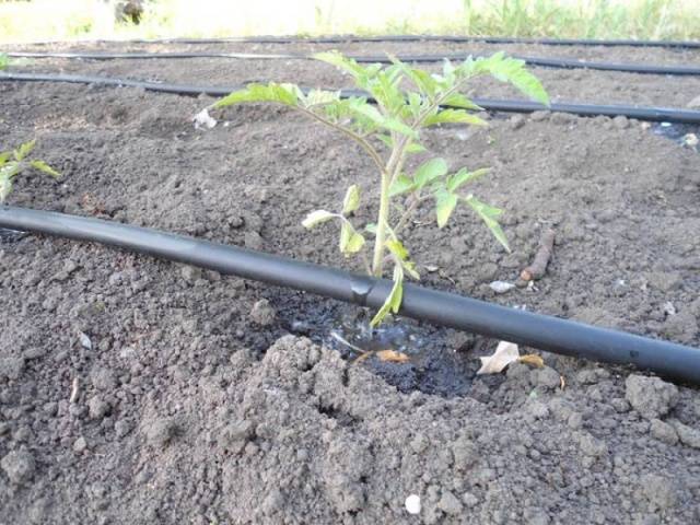Comment arroser les plants de tomates: à quelle fréquence et avec quoi