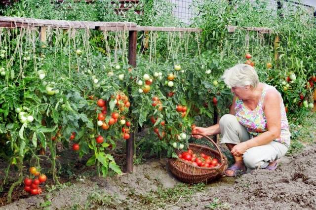 Klasteru tomāti