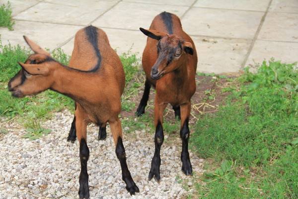Czech breed ng kambing
