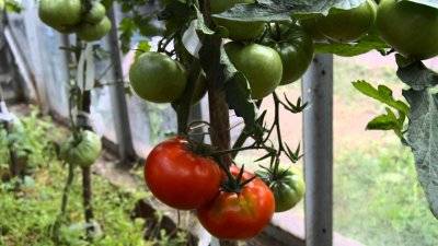 Idola tomato