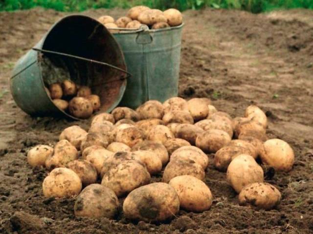 Varieti kentang terbaik untuk simpanan musim sejuk