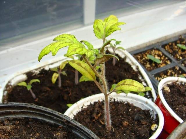 Pourquoi les feuilles des plants de tomates jaunissent-elles