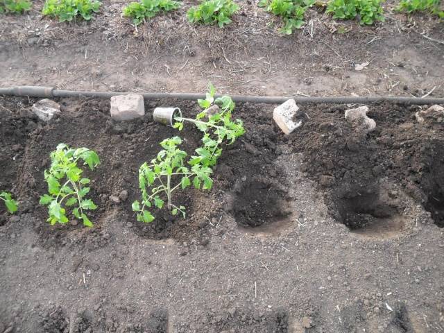 Planter des plants de tomates dans une serre