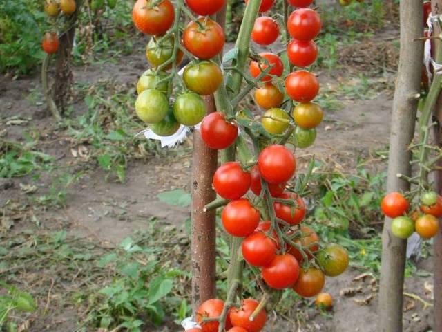 Mga kamatis ng cherry: ang pinakamahusay na mga varieties para sa panlabas na paggamit