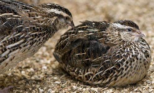 Japanese quail breed