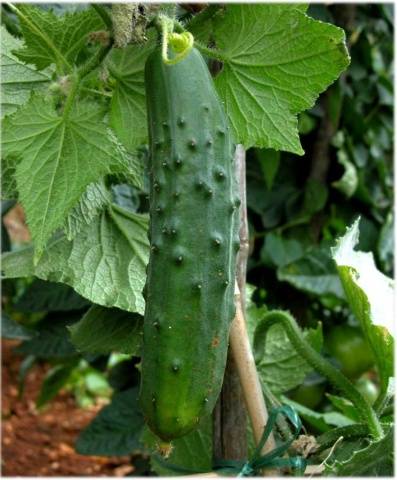 Cucumber variety Competitor