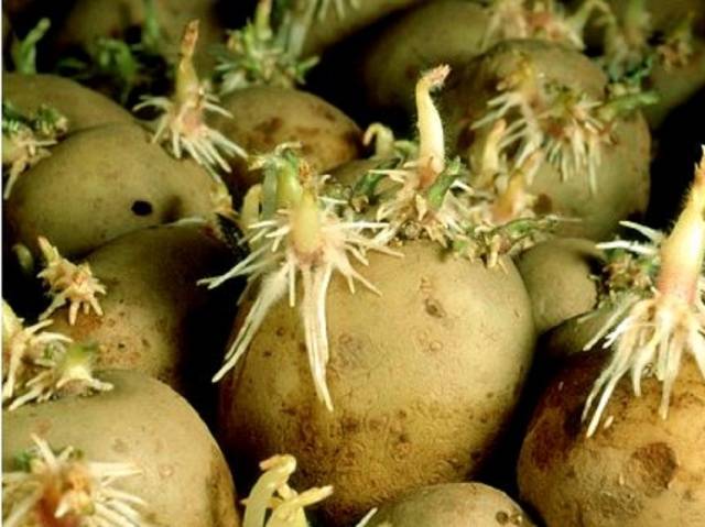 Gala Potatoes