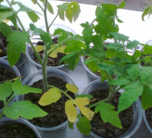 Comment nourrir et fertiliser les plants de tomates