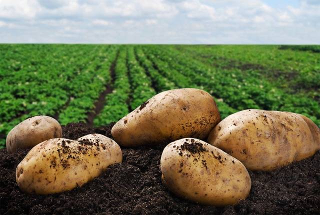 Memproses kentang sebelum menanam