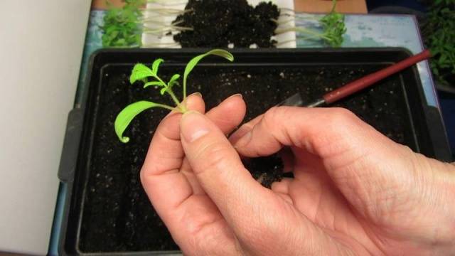 How to water tomato seedlings: how often and with what
