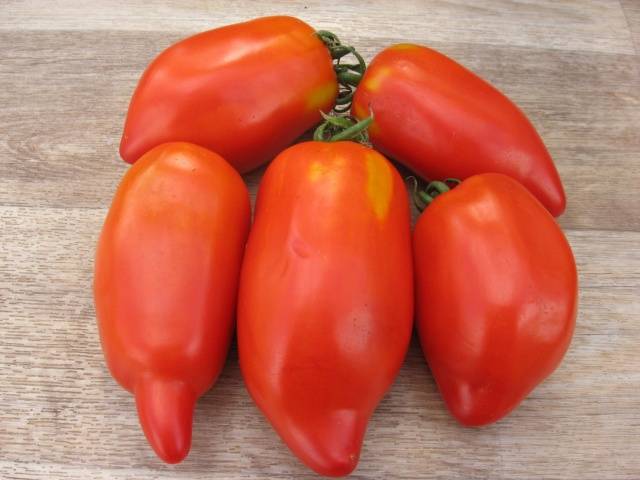 Pepper F1, potager russe