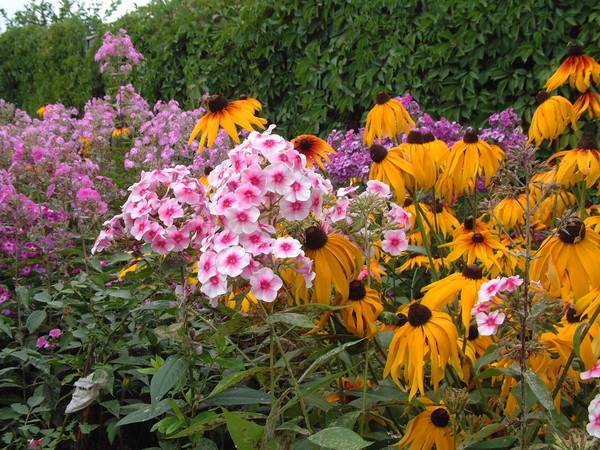 Perennial flowers for the garden are unpretentious long-blooming