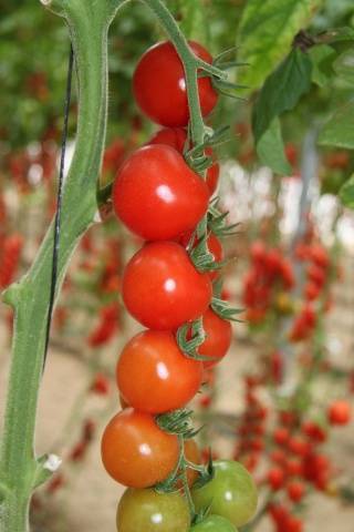 Klasteru tomāti