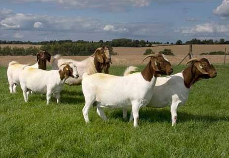 Mga kambing na Boer