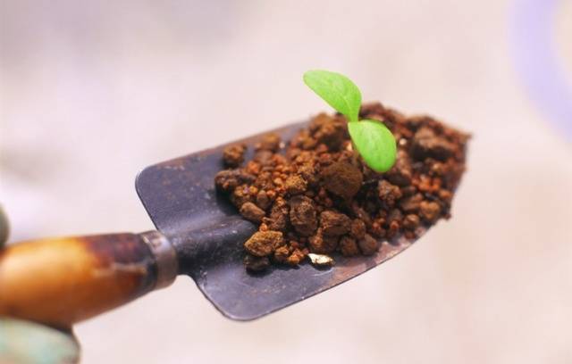 Soil for seedlings of peppers