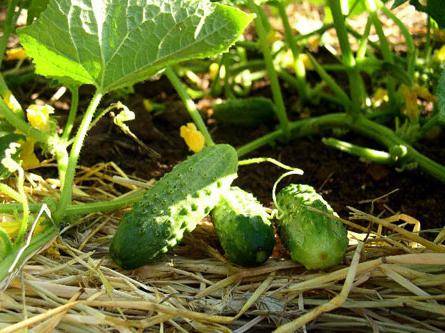 Cucumber Buyan f1