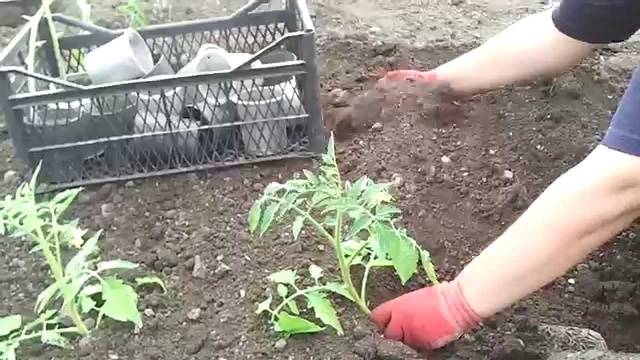 Kad stādīt tomātu stādus atklātā zemē