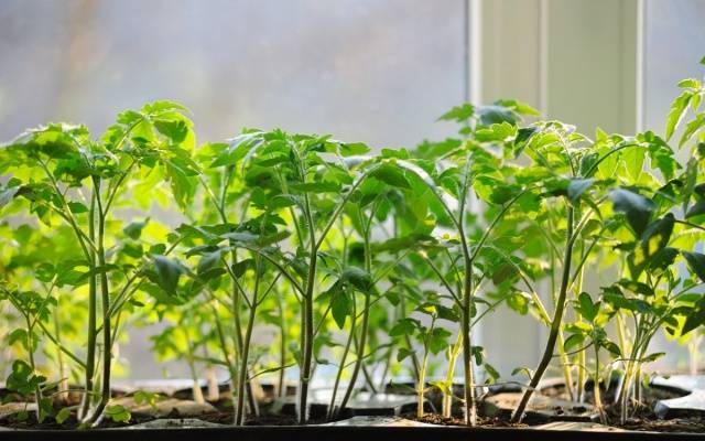 How to feed and fertilize tomato seedlings
