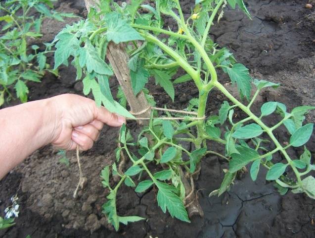 Kada saditi sadnice rajčice na otvorenom terenu