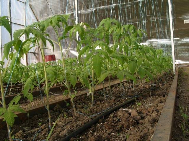 Planter des plants de tomates dans une serre