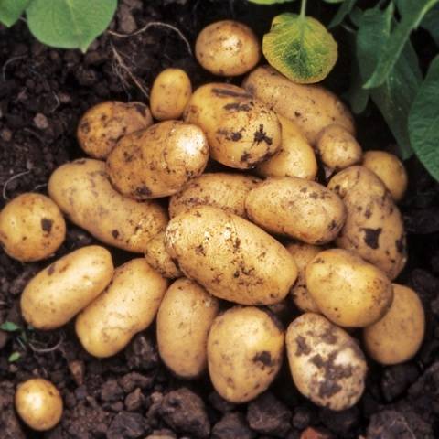 Varieti kentang awal dan super awal: keterangan, foto, ulasan