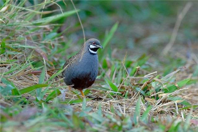 Chinese painted quail