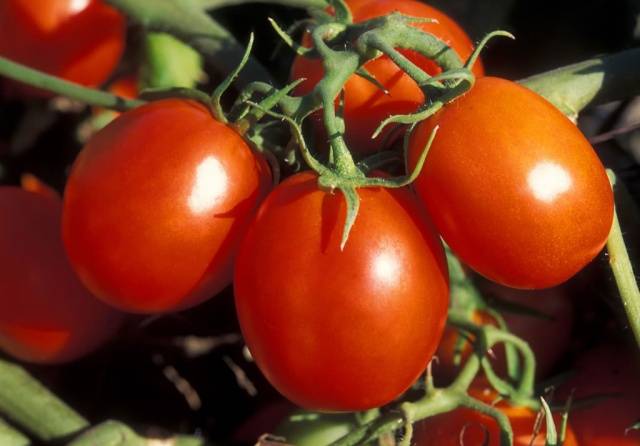 Tomates en grappes pour terrain dégagé