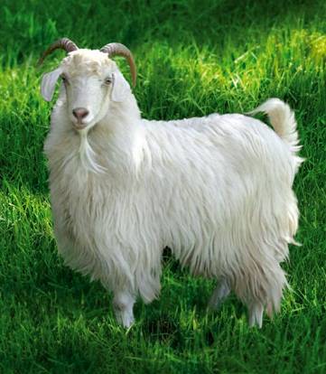 Downy goats