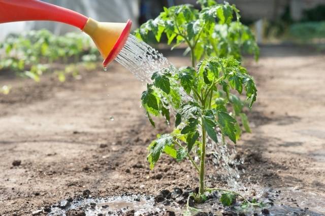 How to water tomato seedlings: how often and with what